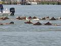 Chincoteague Pony Swim July 2007 052